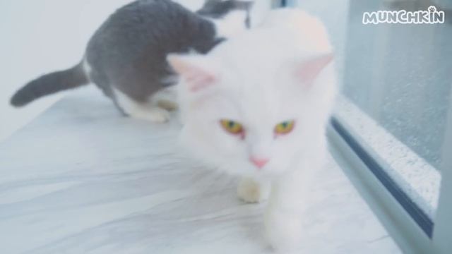 How Do Cats React To A New Home? смотреть онлайн