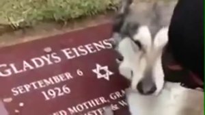 Очень трогательно собака плачет на могиле хозяина! Невероятно!