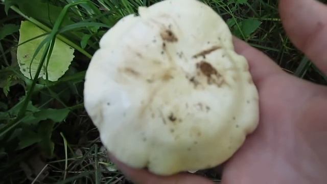 Весенние грибы. Рядовка майская (Calocybe gambosa). Где растут, как найти, как узнать смотреть онлайн