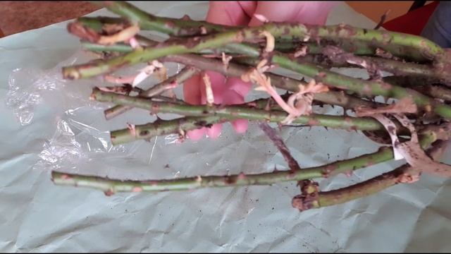 Питомник роз "Вдохновение" г. Тольятти, обзор посылки с саженцами роз. Ожидания не оправдались. смотреть онлайн