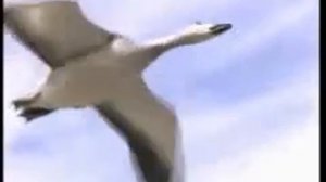 Феномен перелетных птиц