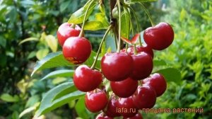 Вишня обыкновенная Молодежная (molodezhnaia) ? обзор: как сажать, саженцы вишни Молодежная