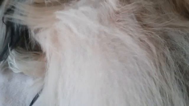 Пекинес Коди и его расчески. Или какие расчески нужно для его шерсти. смотреть онлайн