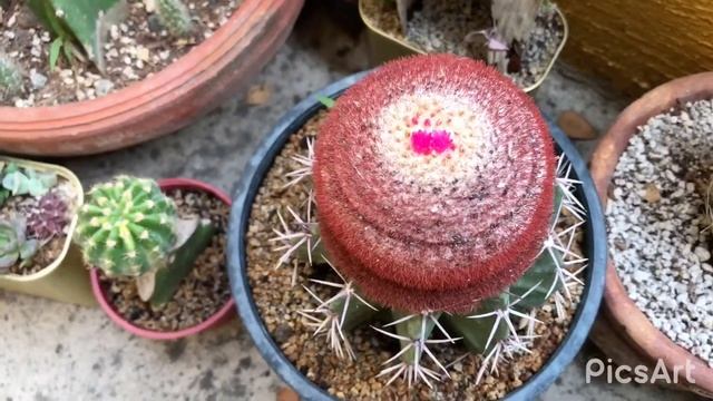 GYMNOCALYCIUM MIHANOVICHII CAT’S EYE BLOOMING | Beauty of Cactus смотреть онлайн