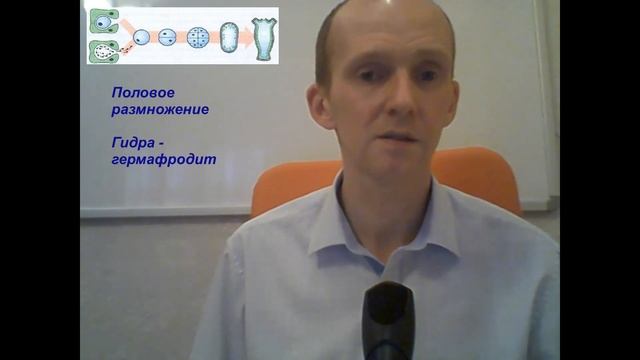 Тип Кишечнополостные. Класс Гидроидные смотреть онлайн