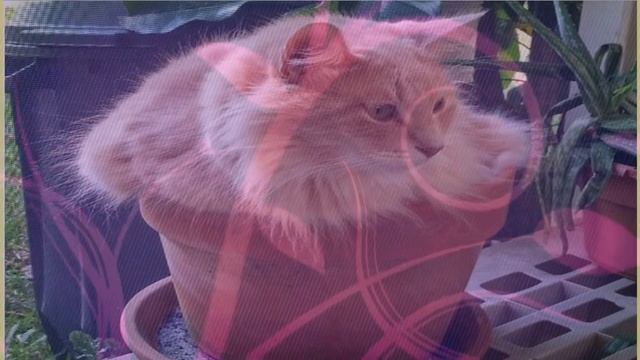 анекдоты про котов смотреть онлайн