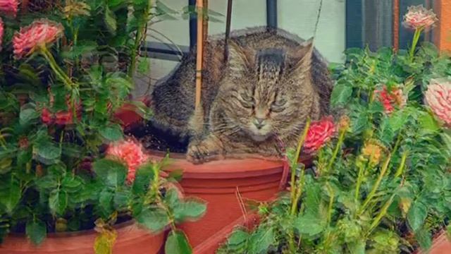 Субботний Стих - Сидела женщина с Котом смотреть онлайн