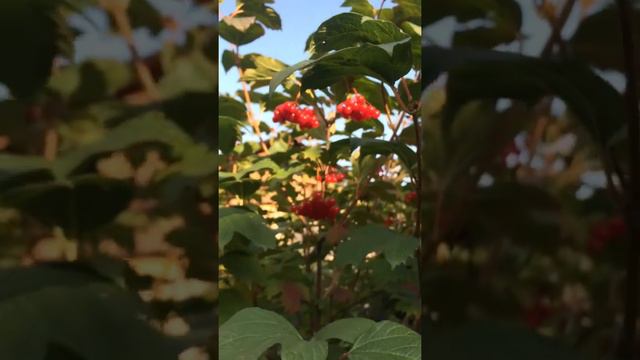 Калина красная. Сентябрь 2020/Red viburnum. September, 2020 смотреть онлайн