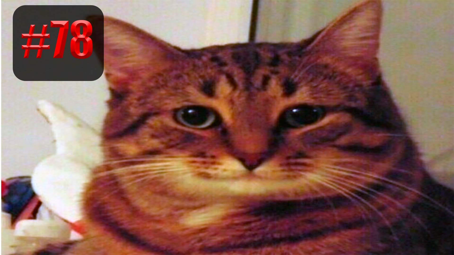 952 секунды Смеха ?? | UNUSUAL MEMES приколы лучшие до слез ?? 2022 Funny cute cats compilation смотреть онлайн