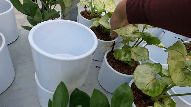 HOUSEPLANT SHOPPING| NEW (to me) & Uncommon Plants| Fruit Trees & More смотреть онлайн