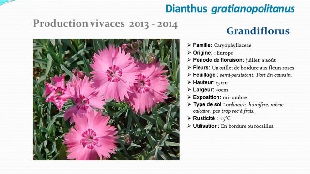 Dianthus gratianopolitanus Grandiflorus: plante vivace смотреть онлайн