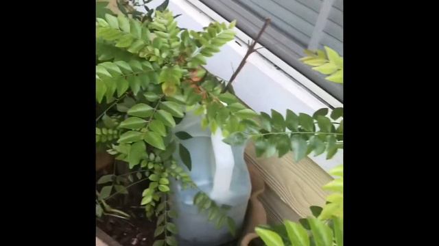 How to grow healthy plants in small pots and in small area смотреть онлайн