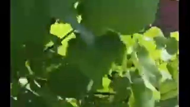 Мульчер на трактор с погрузкой SMO drago SEPPI смотреть онлайн