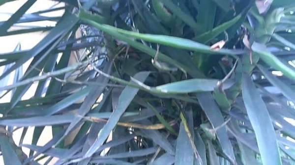 YUCCA - YUCCA ELEPHANTIPES LINDA, ROBUSTA E RÚSTICA