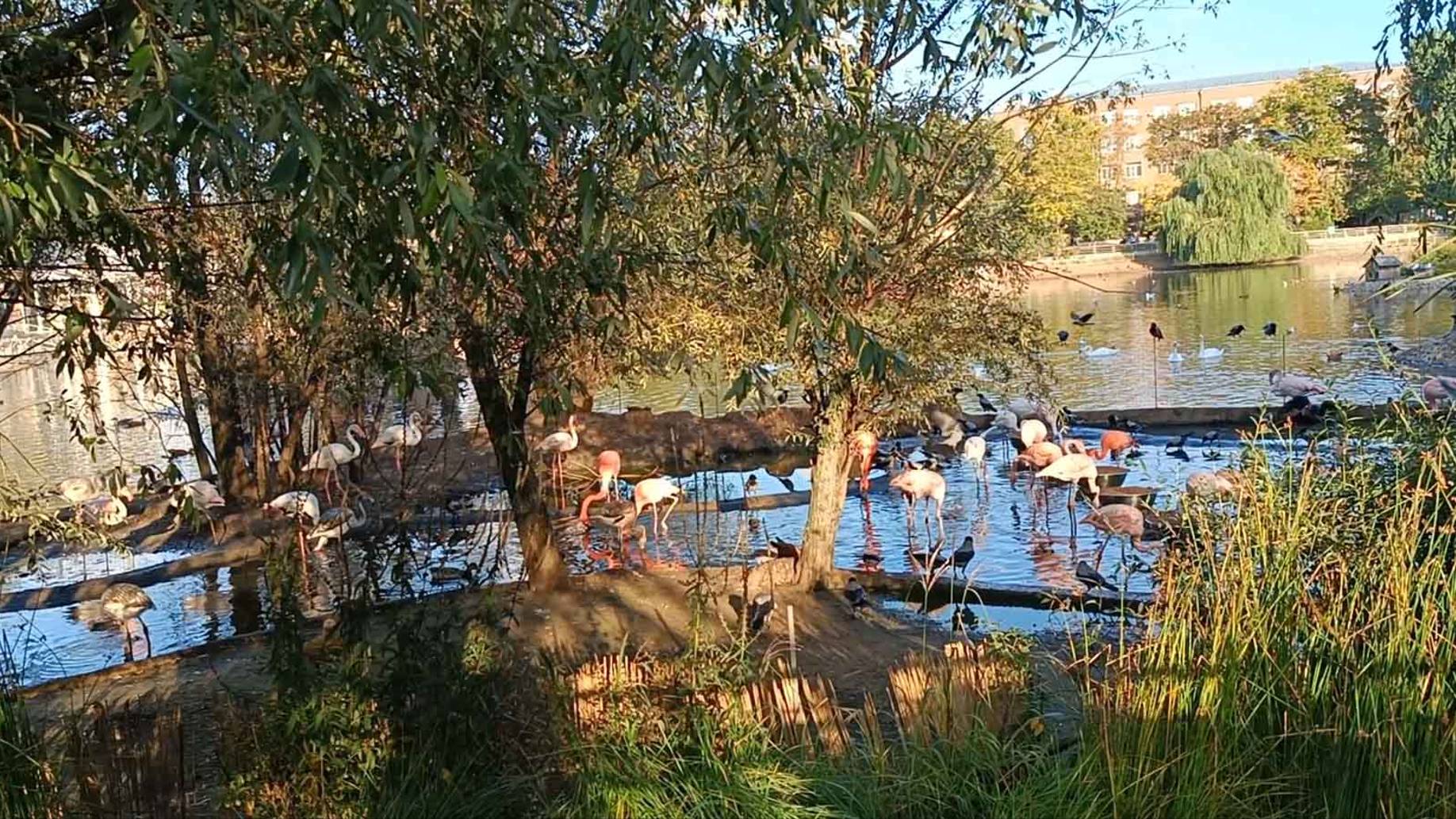 Московский зоопарк смотреть онлайн