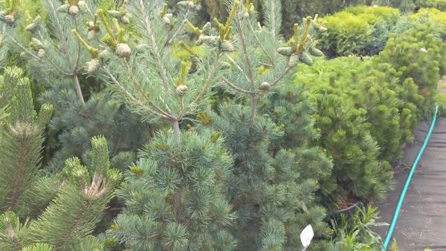 Сосна мелкоцветковая "Темпельхоф" Pinus parviflora "Tempelhof" смотреть онлайн