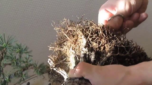 пересадка бонсай сосны смотреть онлайн