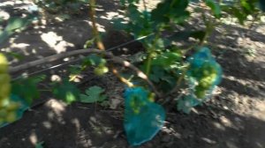 Виноград - Хелена .