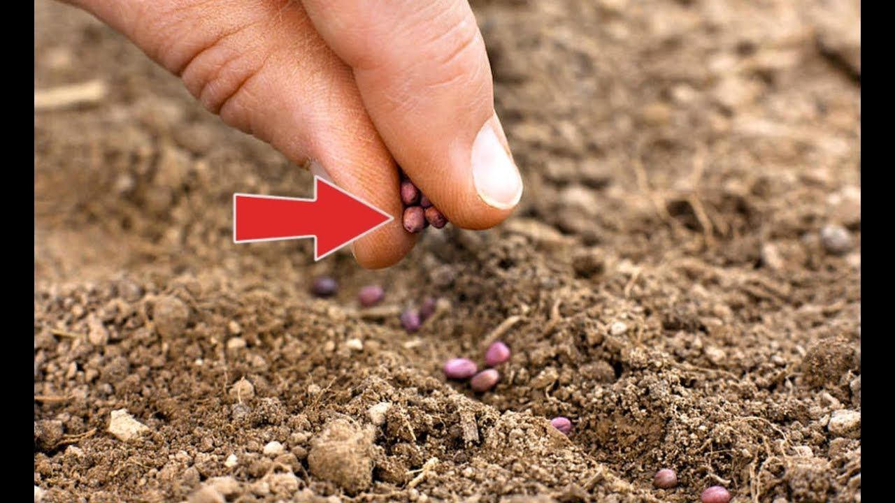 Цветы однолетники идеально подходящие для посадки под зиму! Какие цветы сеять поздней осенью? смотреть онлайн