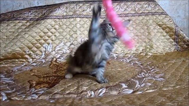 Кошечка мейн-кун Magic Forest Frederika, 2,5 мес смотреть онлайн