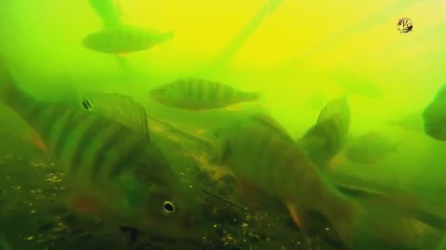 Рыбалка на озере Карасун, Краснодар, Поплавочная удочка. Fishing Съёмка под и над водой. Поплавок смотреть онлайн