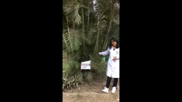 Dypsis lutescens смотреть онлайн
