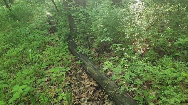 Annual birthday foray in Kentucky смотреть онлайн