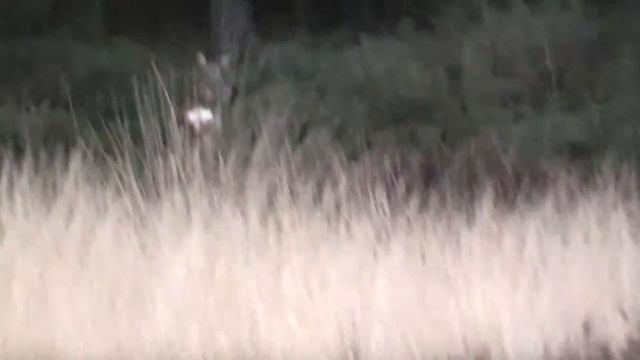 Wild hert in het bos смотреть онлайн