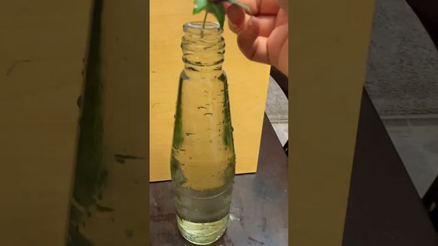 English ivy ☺️propagation in water 🥰🌱🍃🪴#short #newplants смотреть онлайн