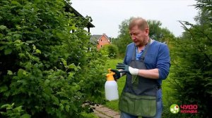 Как защитить куст калины от вредителей