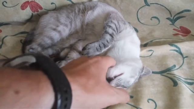 Неспокойный кошачий сон смотреть онлайн