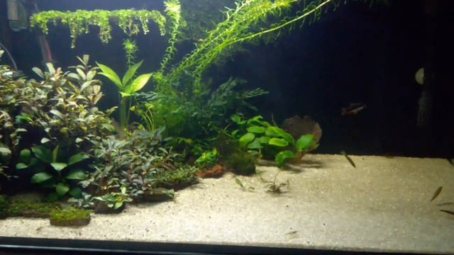 Варфоломей покинул родину | Купил банановых фильтраторов смотреть онлайн