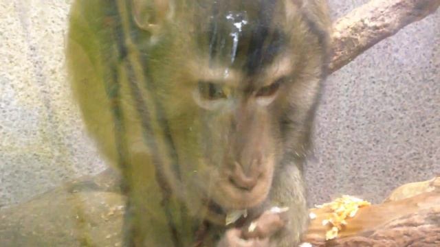 Тульский областной экзотариум смотреть онлайн