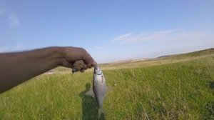 Тонкости ловли рыбы на пенопласт,  ловля плотвы на пенопластовые шарики