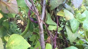 Вьющаяся фасоль сорт Пиковая дама, Виолетта, Фуагра, Матильда, Фасоль декоративная