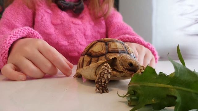 ?Игра с черепашками?. Насколько это возможно. смотреть онлайн