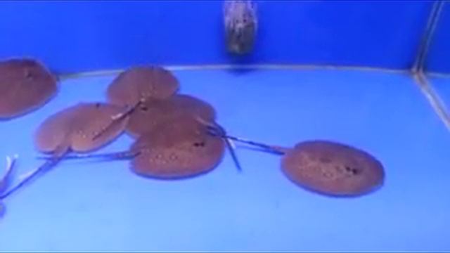 Пресноводные скаты смотреть онлайн