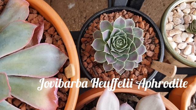 Suculentas en Invierno, como las cuido y Tours por otra area de mi Jardin смотреть онлайн