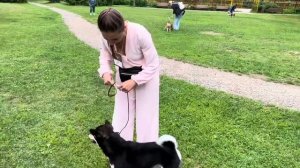 Выставка СКОР…Самурай(Сиба Ину)…#сибаину