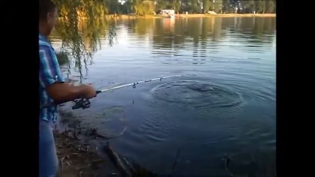 Ловля толстолоба....проба снасти... смотреть онлайн
