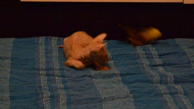 Донской Сфинкс смотреть онлайн