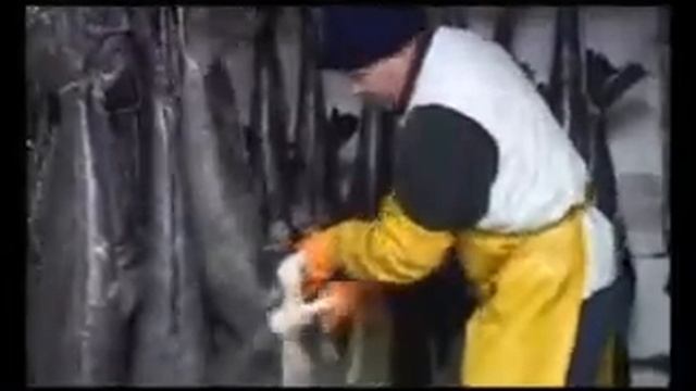 SAPMER and its activity in film смотреть онлайн