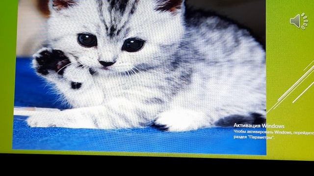 НОД по окружающему миру "У меня живет котенок" смотреть онлайн