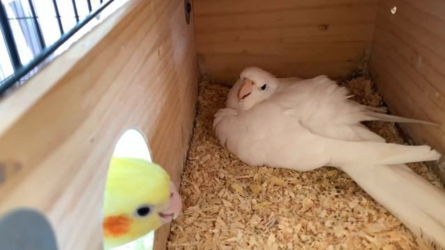 2 Boy Birds Have a Baby Together смотреть онлайн