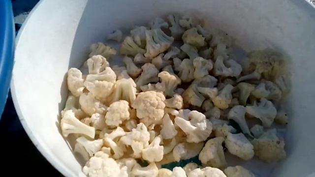 Цветную капусту в заморозку по совету зрителей. Всем спасибо за совет! смотреть онлайн