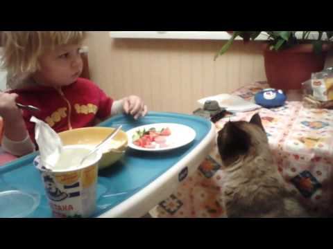 Кот украл сосиску! смотреть онлайн