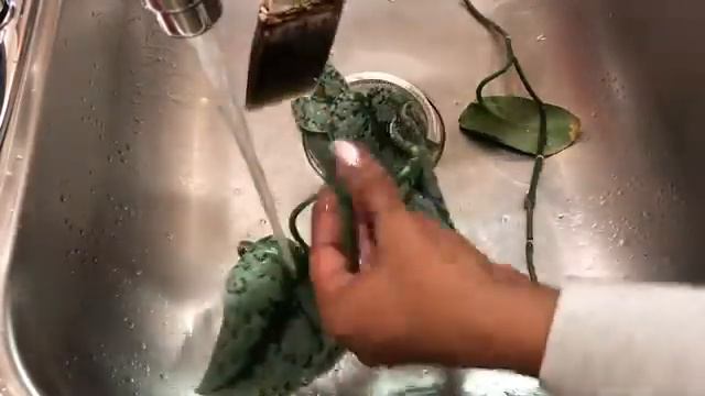 The Mealy Bug Scindapsus Pothos смотреть онлайн