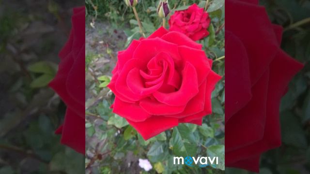 Розы 🌹🌹🌹 смотреть онлайн