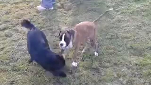 Zemus Luciano Fender Edda (BOXER) смотреть онлайн