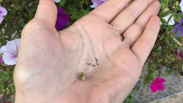Сбор семян Петунии смотреть онлайн